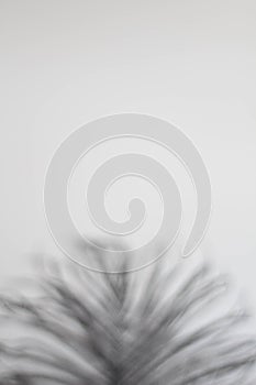 Close-up of black ostrich feather. Luxury decor. Old-fashioned writer working. Romantic background