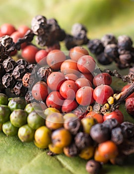 Close-up of black peppercorns, macro