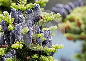 Close Up of Black Pine Cones