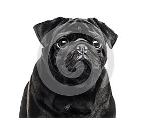 Close-up of a black Pug, 2 years old, isolated