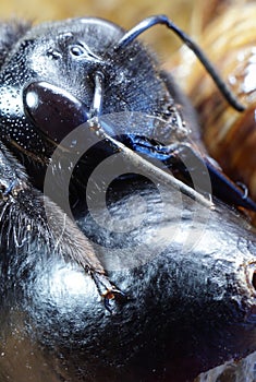 Close-up of black and purple egg imago Caucasian bees carpenter