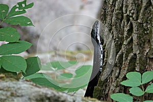 Close up black rat snake climbing tree trunk