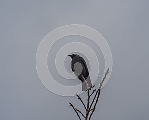 close up black raven crow sitting on the bare tree branch on gray sky winter background