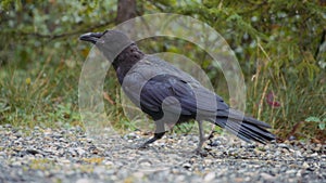 Close up of a black raven walking on a rocky ground with open beak