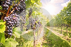 Close up on black red grapes in a vineyard