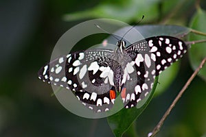 Close-up of a black, red and white spotted butterfly