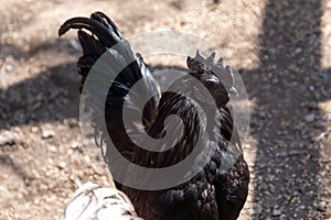 Close up of a black rooster, chicken breed. Hyperpigmentation in farm animals