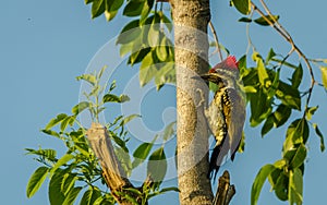 Close-up of black-rumped flameback