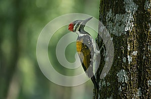 A close-up of a Black-rumped flameback (Dinopium benghalense)