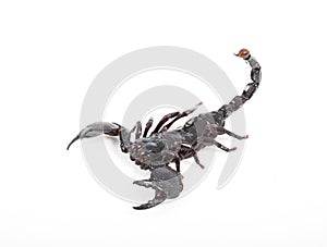 Close up of black scorpion