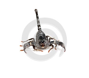 Close up of black scorpion in white background.