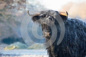 Close up black scottish highlander cow