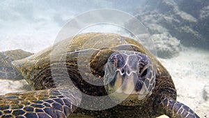 Close-up of a Black Sea Turtle