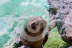 Close-up of black seal swimming in a pool