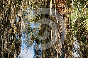 Close-up of black seeds of palm tree Washingtonia filifera, commonly known as California fan palm in Sochi.