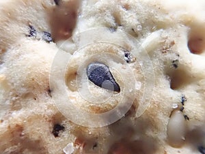 Close up of black sesame seed in cracker