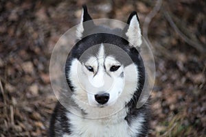 Close up Black Siberian husky with one blue and one brown eye sitting on a background autumn forest.