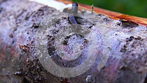 Close up of black slug