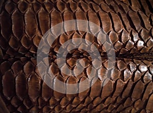 Close up of black snake texture. Dark reptile skin background