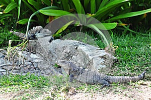 A close up of black spiny-tailed iguana Ctenosaura similis at Tulum archeological site, Tulum, Yucatan, Mexico, Central America. photo