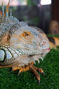 Close up of a Black spiny-tailed iguana portrait (Ctenosaura sim