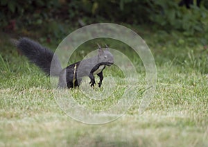 Close up Black squirrel, Sciurus vulgaris stands in grass field looking around with tail up, selective focus, copy space