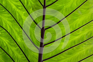 Close up of Black stem elephant ear. Giant black stem alocasia leaves