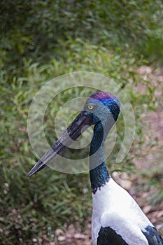 Close up of a Black Stork