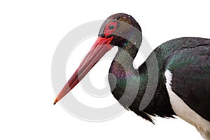 Close up of black stork looking into camera isolated on white background