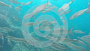 Close up of black-striped salema at isla Floreana