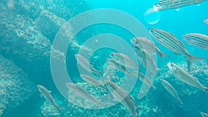 Close up of black-striped salema at isla floreana