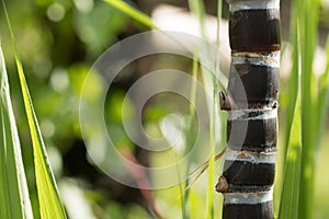 Close up of black sugarcane plant photo