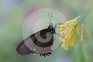 Close up of Black Swallowtail on yellow flower