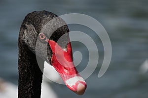 Close up of Black Swan head Cygnus atratus