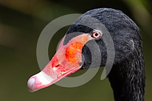 Close-up of black swan head