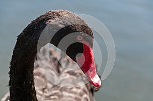 Close up of black swan head with red beak and eyes