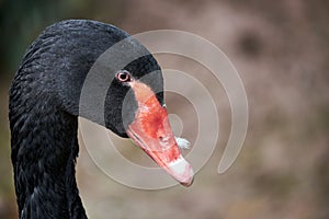 Close up of a black swan in the water