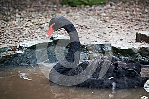 Close up of a black swan in the water