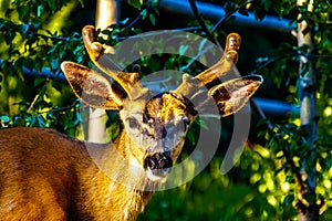 Close Up of a Black Tailed Deer in the alpine village of Sun Peaks in the Shuswap Highlands