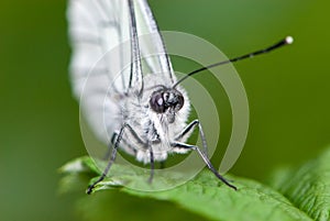 Close-up black-veined white butterfly is sleeping on green leaf and green background