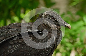 Close Up of a Black Vulture