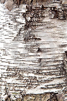 Close-up of black and white birch tree bark