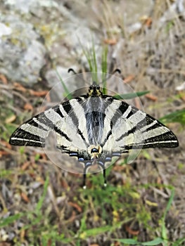 Close-up of black and white butterfly 5
