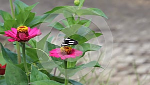 close up of a black and white butterfly sucking honey juice from a pink paper flower