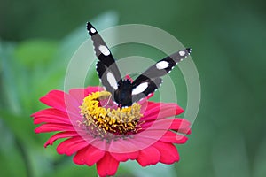 close up of a black and white butterfly sucking honey juice from a pink Zinnia flower