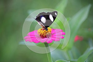 close up of a black and white butterfly sucking honey juice from a pink Zinnia flower