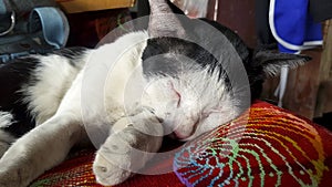 Close up Black and white cat sleeping on red mat or cotton.