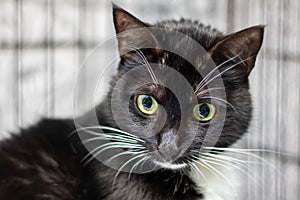 a close up of a black and white cat with yellow eyes