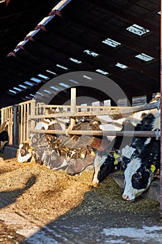 Close up of a black and white cow