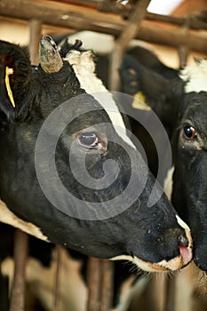 Close up of a black and white cow